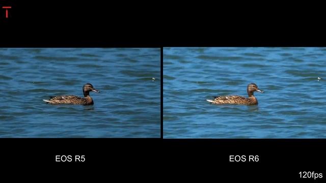 CANON EOS R5 VS CANON EOS R6 CAMERA COMPARISON смотреть онлайн