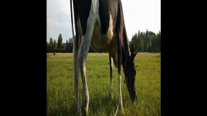 VID-20230628-WA0014.mp4