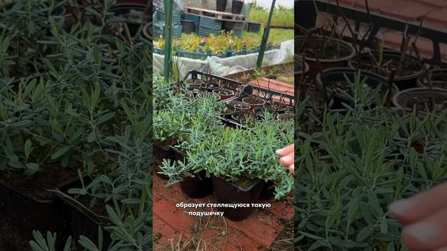 Андромеда: 2 сорта