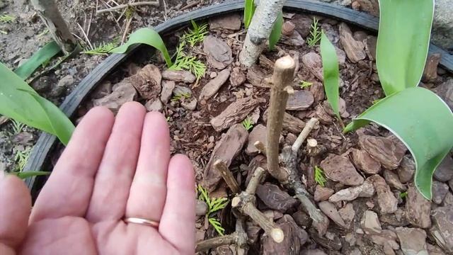 Можно ли сейчас черенковать метельчатую гортензию почками ?Почему не появляются корни?Отвечаю на ?? смотреть онлайн