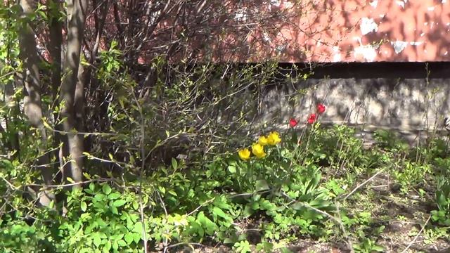 Прогулка по Санкт-Петербургу. Весна первомайская. смотреть онлайн