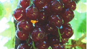 Смородина красная Виксне (ribes rubrum viksne) ? Виксне обзор: как сажать, саженцы смородины Виксне