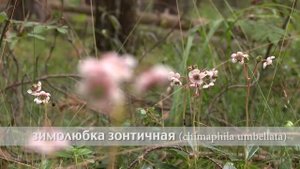 зимолюбка зонтичная