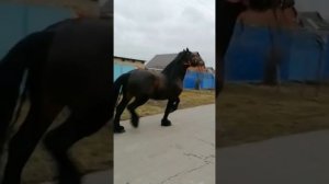 цыганские лошади)))) базёнко