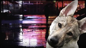 Чем закончится  Джульбарс?И какой реальный подвиг лег в основу этого сериала?