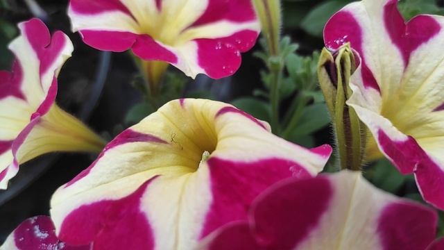 Сурфиния (петуния) вегетативная. Евро черенок. Серия Amore. смотреть онлайн