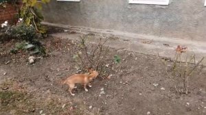 Купили дом в станице Краснодарского края /жизнь в станице/деревенские будни переехавших 2 часть