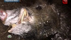 Самый большой кабан в мире убит в Свердловской области.