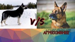 ВОСТОЧНОЕВРОПЕЙСКАЯ ОВЧАРКА ПРОТИВ НЕМЕЦКОЙ ОВЧАРКИ-КТО ПОБЕДИТ!!!