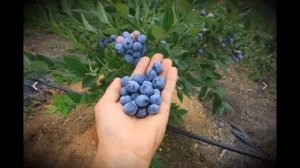 Как подкормить голубику чтобы получить крупные ягоды