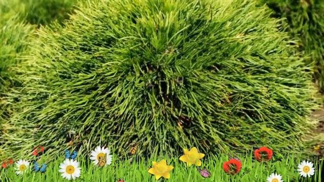 Сосна горная Варелла ? Обзор: посадка и уход. саженцы сосны Варелла: описание и особенности смотреть онлайн