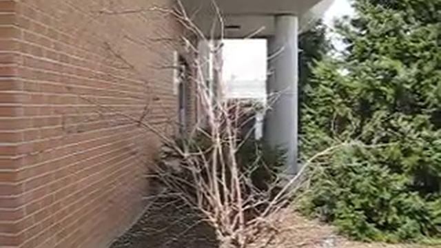 Sambucus nigra 'Gerda' winter treatment смотреть онлайн