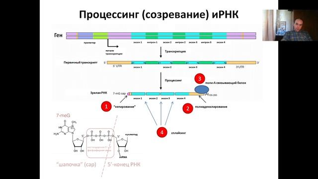 Лекция 3.(2023) Транскрипция ДНК. Созревание РНК. Некодирующие РНК
