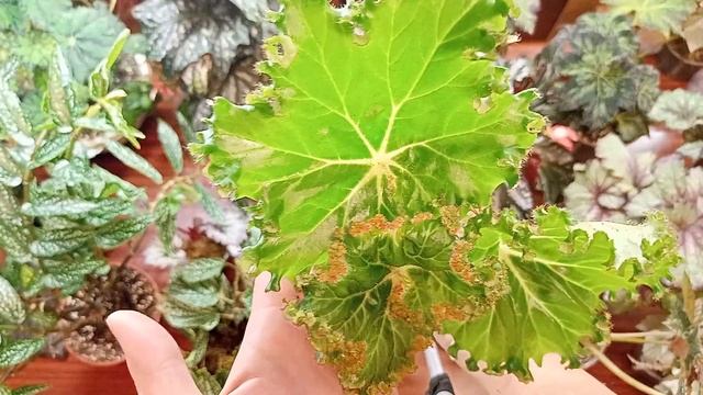 Бегонии???как поживают осенью 2022 смотреть онлайн