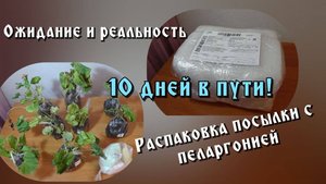 Шок ! Посылка с пеларгониями(геранью).10 дней в пути!