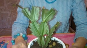 Почему становятся вялыми листья декабриста