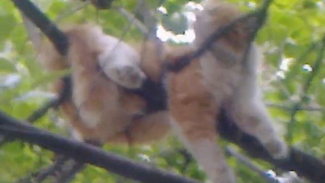 кот спокойно спит только на дереве смотреть онлайн