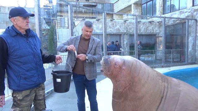 Морж в Крыму смотреть онлайн