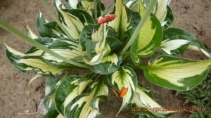 Хоста гибридная Колорд Халк (hosta colored hulk) ? обзор: как сажать, луковицы хосты Колорд Халк