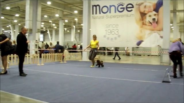 Той пудель, окрас коричневый, на выставке в Новосибирске смотреть онлайн