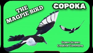 СОРОКА хромакей футаж на зелёном фоне. Видео анимация GREEN SCREEN.