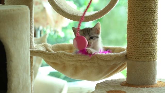 Игривые котята для хорошего настроения - котята мяу 😼🐈👍
