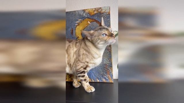 Фикус Эластика Тинеке смотреть онлайн