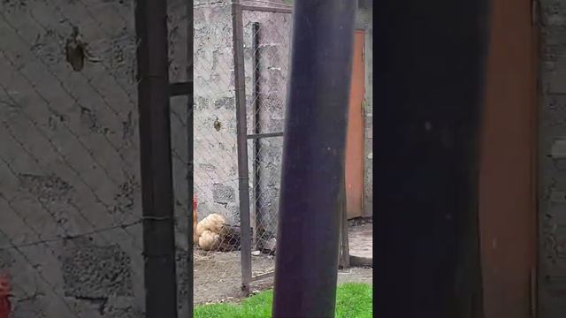 Содержание цыплят на вольном выгуле.корниш.шелковые.орпингтон смотреть онлайн