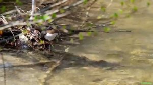 Оляпка (птица) - водяной воробей