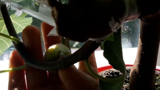 Инжир на подоконнике . История одного инжирчика -от зарождения до созревания . смотреть онлайн