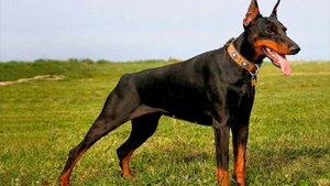 Что лучше ротвейлер или доберман