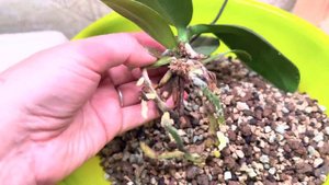 Орхидеи в лечузе