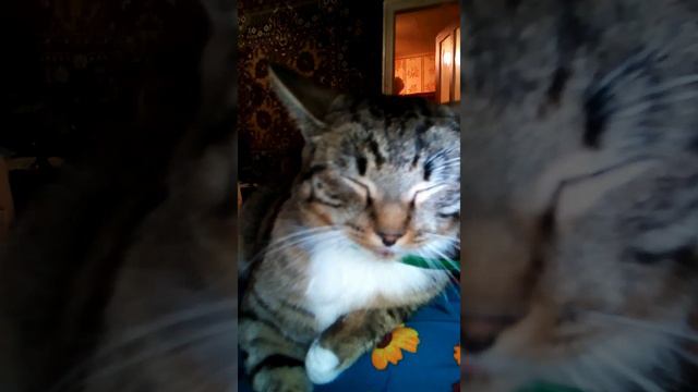 Кот Рыся спит и показывает язык.The cat, named Rysik sleeps and shows language.