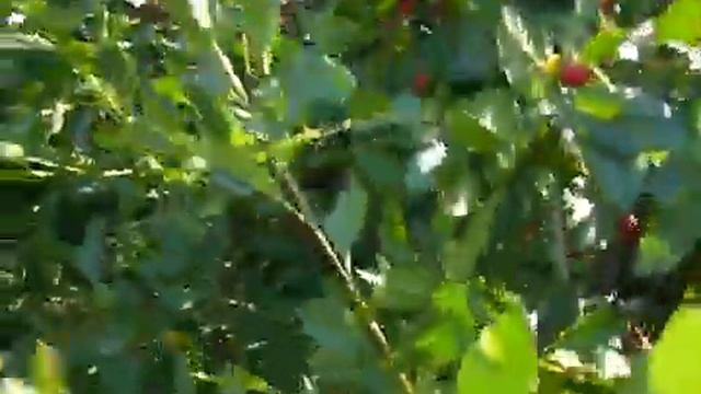 P1030735 ПРОДАЁТСЯ ДОМ БЛАГОУСТРОЕННЫЙ НА 05.01.2023 ГОД Саратовской обл п Солнечный Т. 8987638807 смотреть онлайн