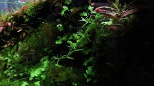Prodibio: 10 месяцев после запуска. Красные растения. Гурами Вайланта.