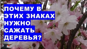 Почему в этих знаках нужно сажать садовые деревья, еловые, декоративные растения?