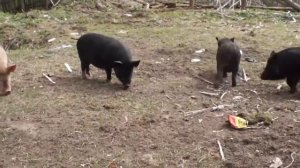 Применение 'Глубокой подстилки для свиней' от LiveBacteria Подстилка в свинарнике