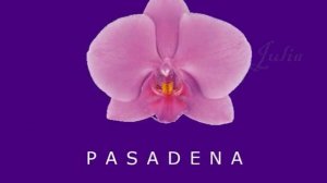 Фаленопсисы. Помощник- определитель сорта орхидей. Часть 3