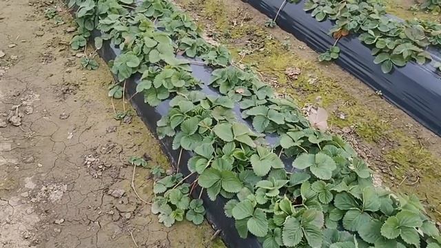 Подготовка участка к зиме! смотреть онлайн