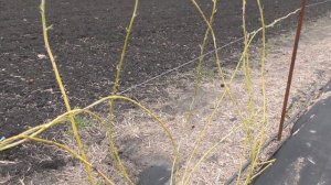 Малина Кумберленд жовтий (Голден Кларк) формування куща на шпалері