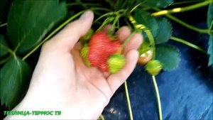Клубника?//сорт//Королева Елизавета 2