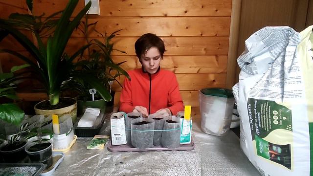 Рассада салата Лимпопо