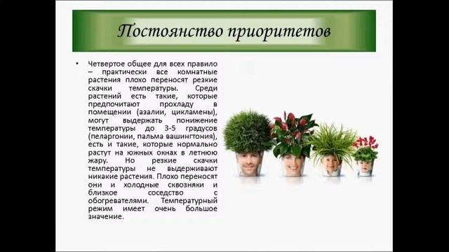 Основные правила ухода за комнатными растениями