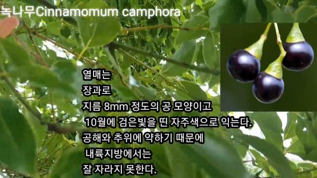 녹나무 수목감별 Cinnamomum camphora смотреть онлайн