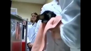 Рогозин Эксперимент - такса ДЫШИТ ВОДОЙ