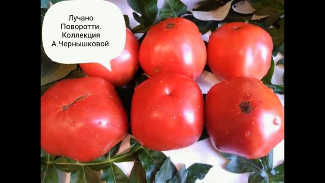 Обзор любимых сортов томатов в моей коллекции. смотреть онлайн