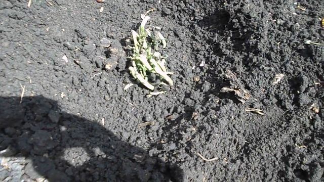 раз в год сады цветут, сажаем тонколистный пион смотреть онлайн