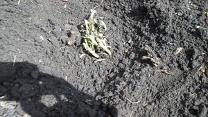 раз в год сады цветут, сажаем тонколистный пион