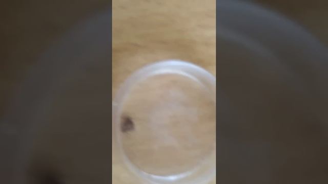 Избавляемся от клещей не используя химии смотреть онлайн