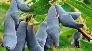 Жимолость съедобная Гордость Бакчара ? обзор: как сажать, саженцы жимолости Гордость Бакчара